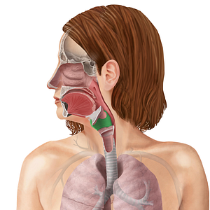 Thyroid cartilage (#15307)