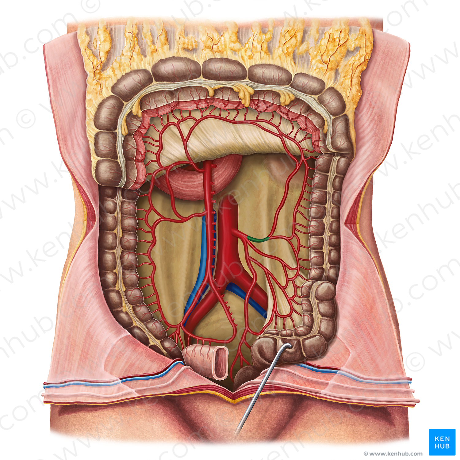 Left colic artery (#1064)