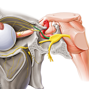 Ophthalmic nerve (#6632)