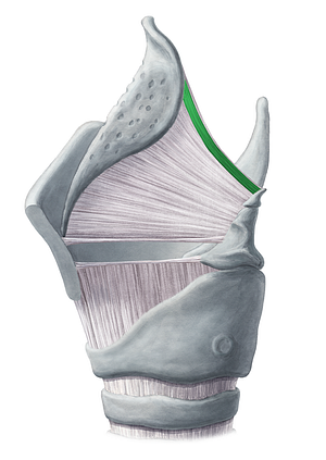 Aryepiglottic muscle (#5207)