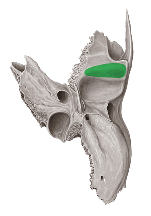 Articular tubercle of temporal bone (#9713)