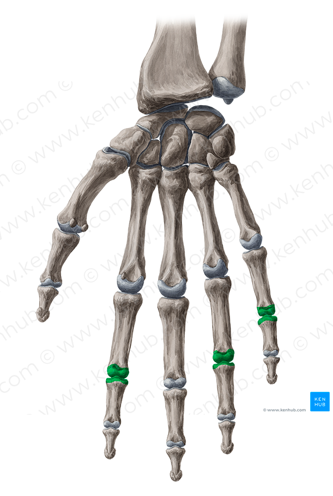 Proximal interphalangeal joints of 2nd, 4th & 5th fingers (#2050)