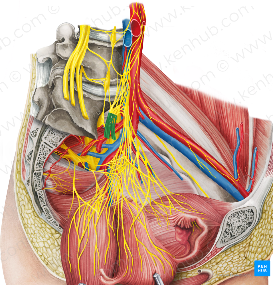 Right hypogastric nerve (#6452)
