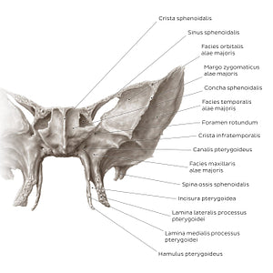 Sphenoid bone (anterior view) (Latin)