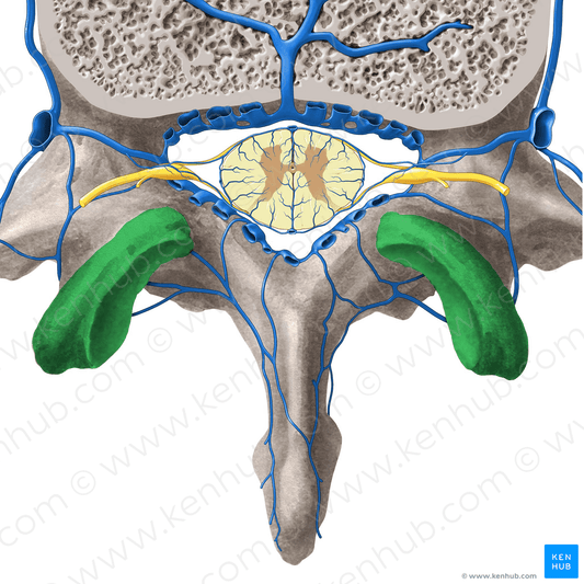 Superior articular process of vertebra (#8174)