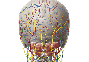 Lesser occipital nerve (#6608)