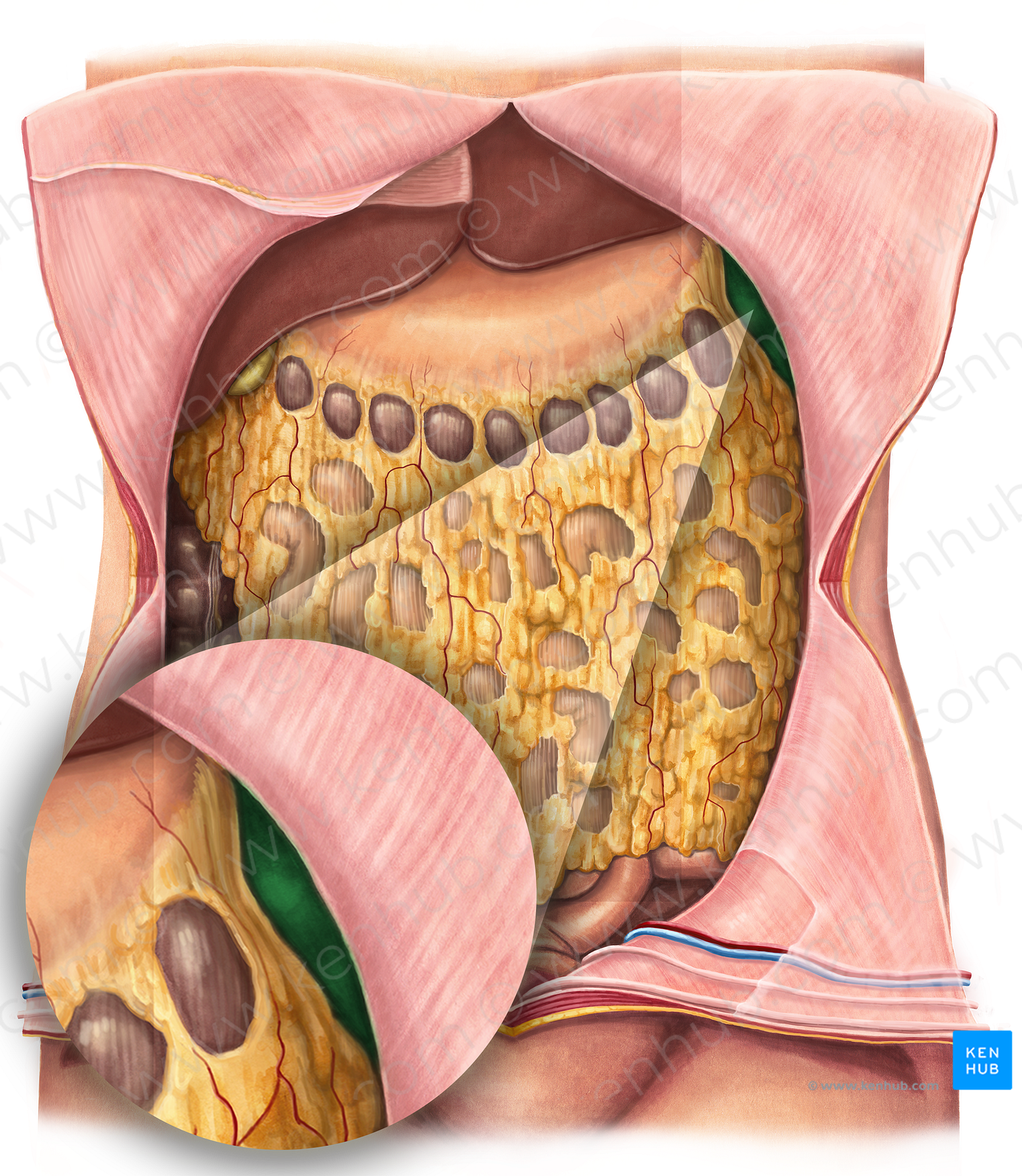 Left colic flexure (#3698)