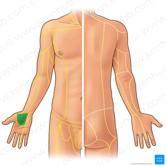 Palmar branch of median nerve (#21917)