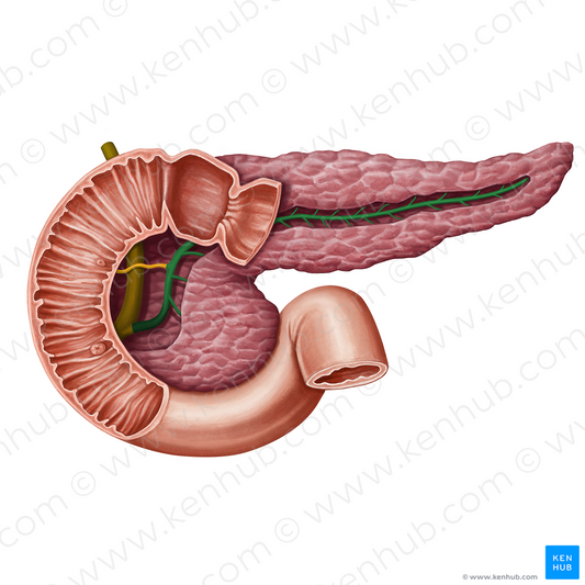 Pancreatic duct (#13934)