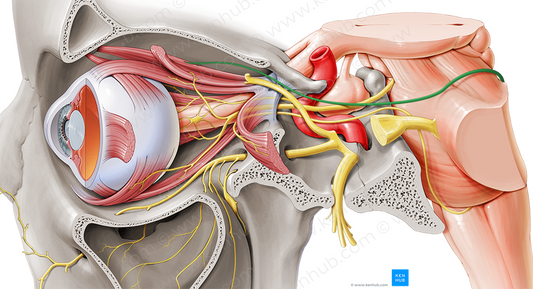 Trochlear nerve (#6849)