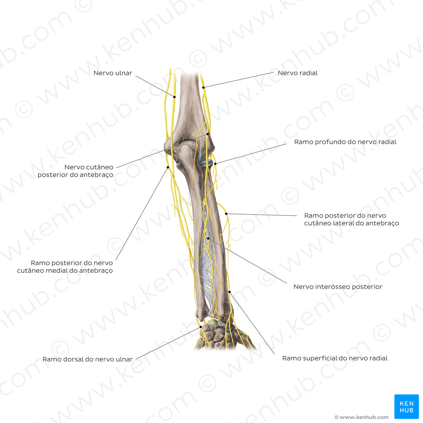 Nerves of the forearm: Posterior view (Portuguese)