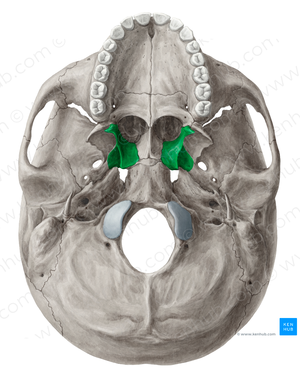 Medial plate of pterygoid process of sphenoid bone (#4395)