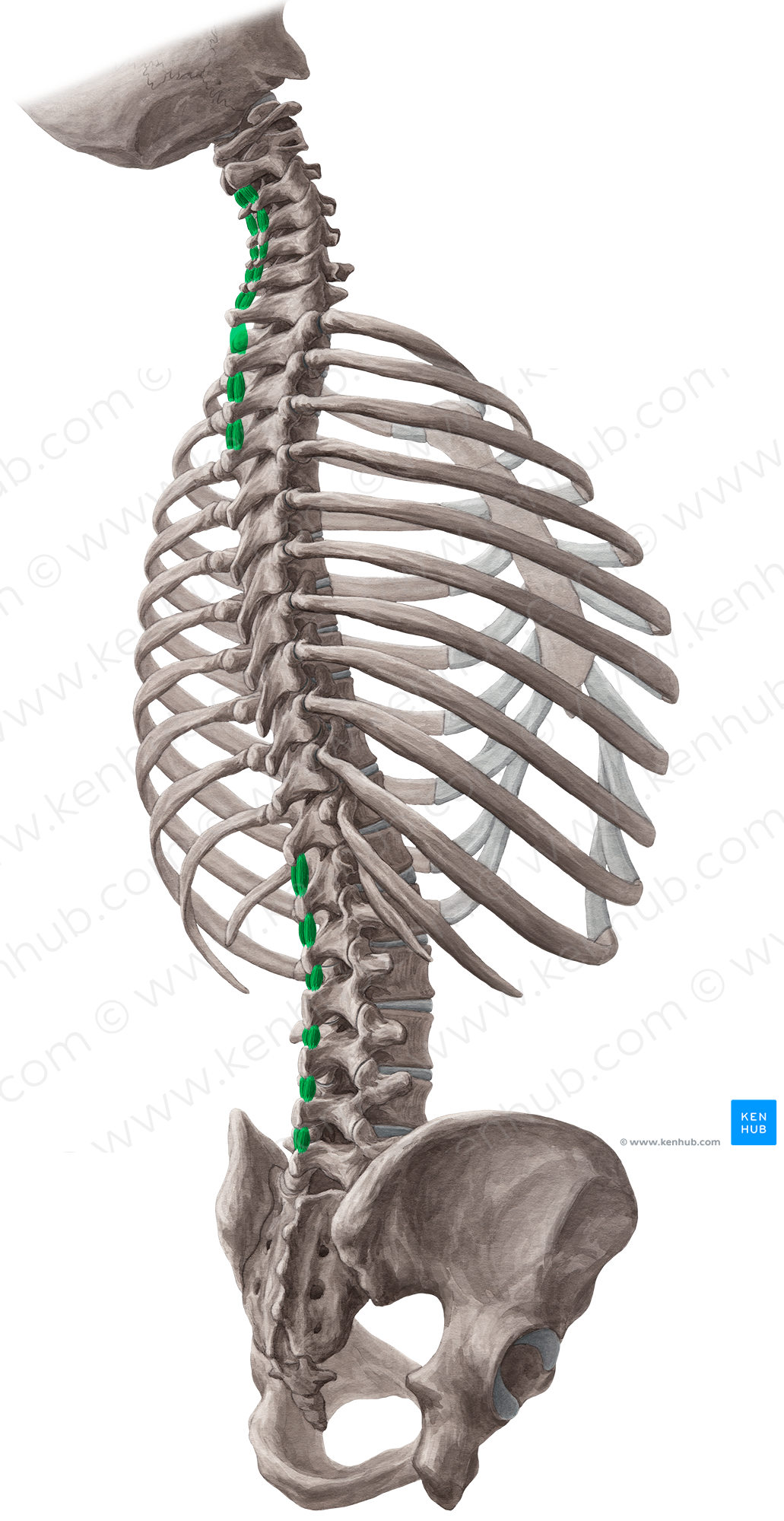 Interspinales muscles (#5135)