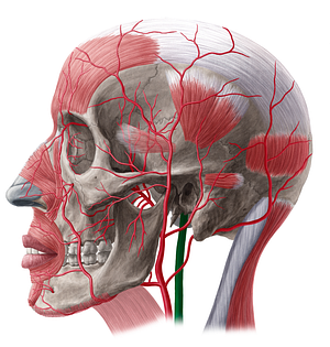 Internal carotid artery (#20511)