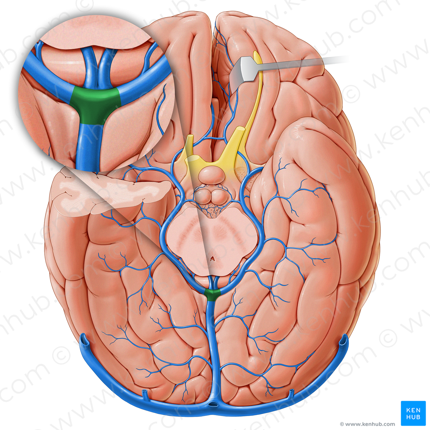 Posterior venous confluence (#18256)