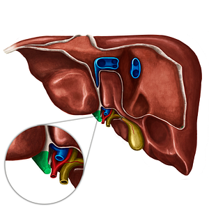 Round ligament of liver (#4630)