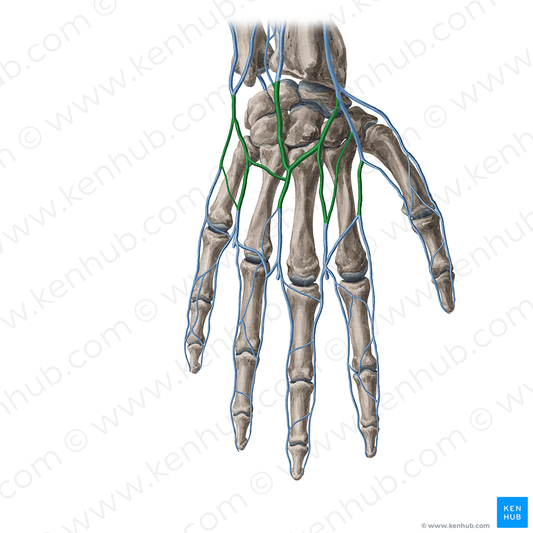 Dorsal venous network of hand (#8920)