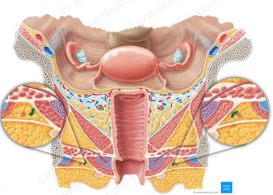 Perineal artery (#1620)