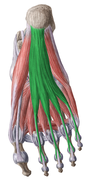 Flexor digitorum brevis muscle (#5363)