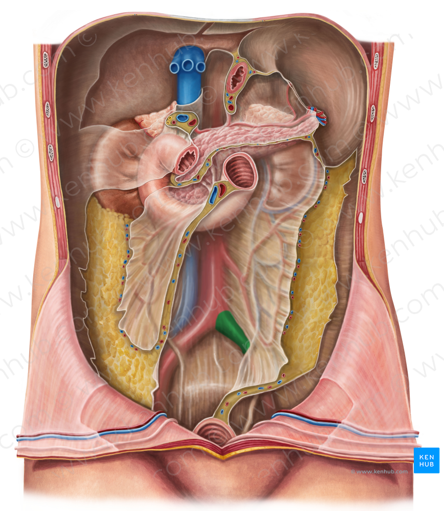 Left common iliac artery (#1382)