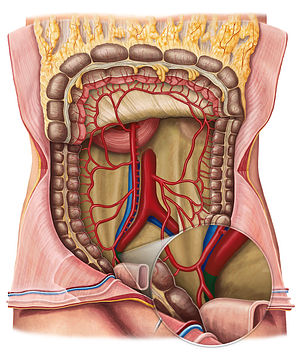 Internal iliac artery (#1423)