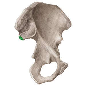 Posterior inferior iliac spine (#20296)