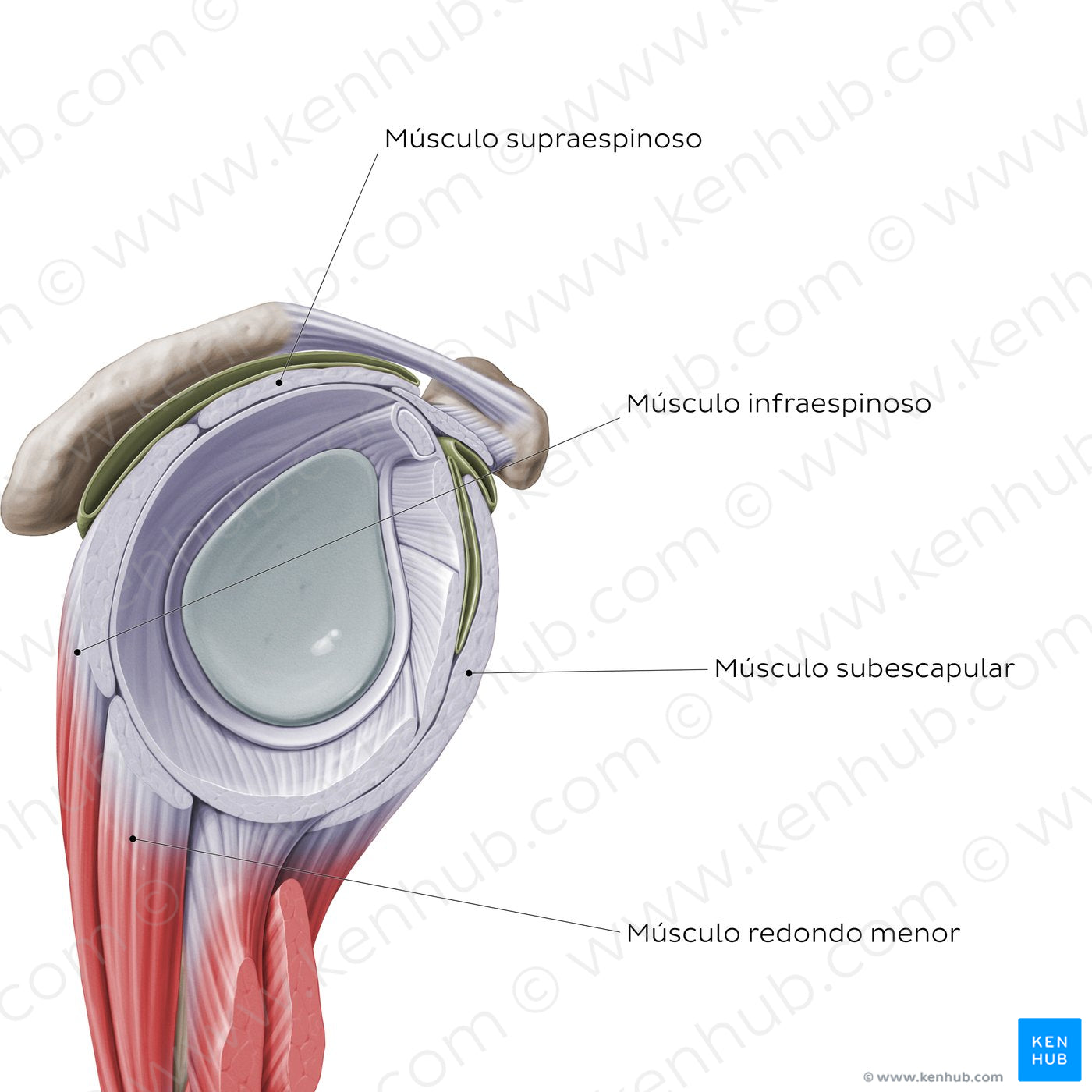 Rotator cuff - sagittal view (Spanish)