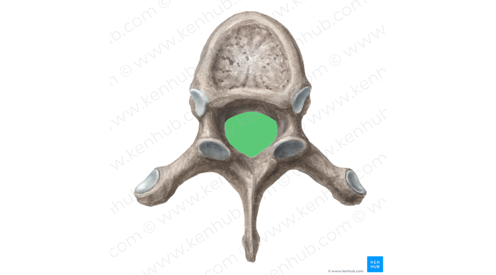 Vertebral foramen (#3816)