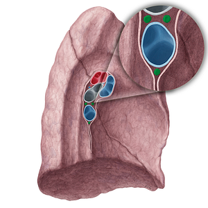 Bronchopulmonary lymph nodes of left lung (#7098)
