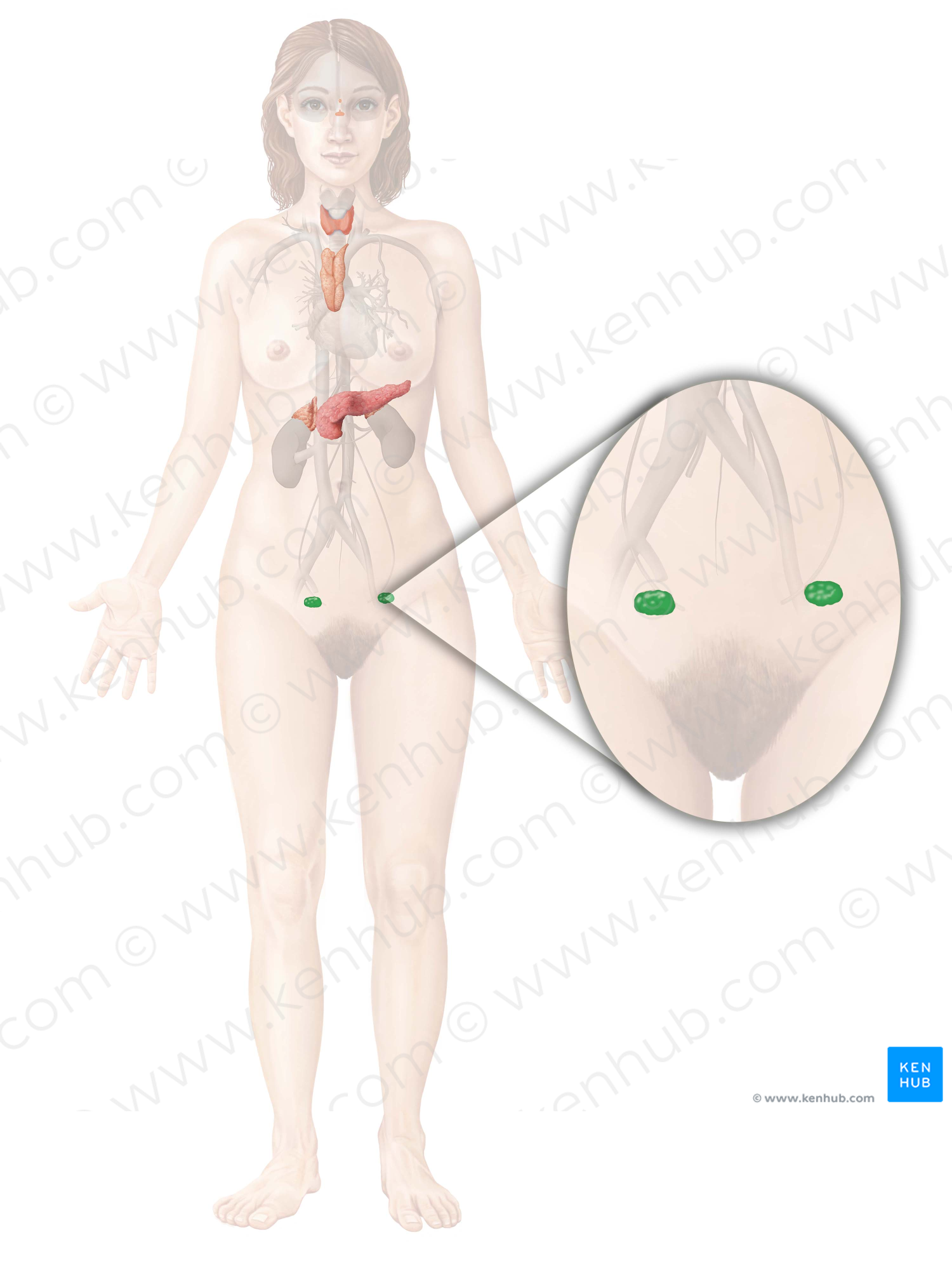 Ovary (#7585)