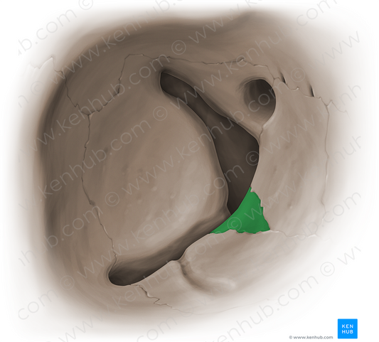 Orbital process of palatine bone (#16081)