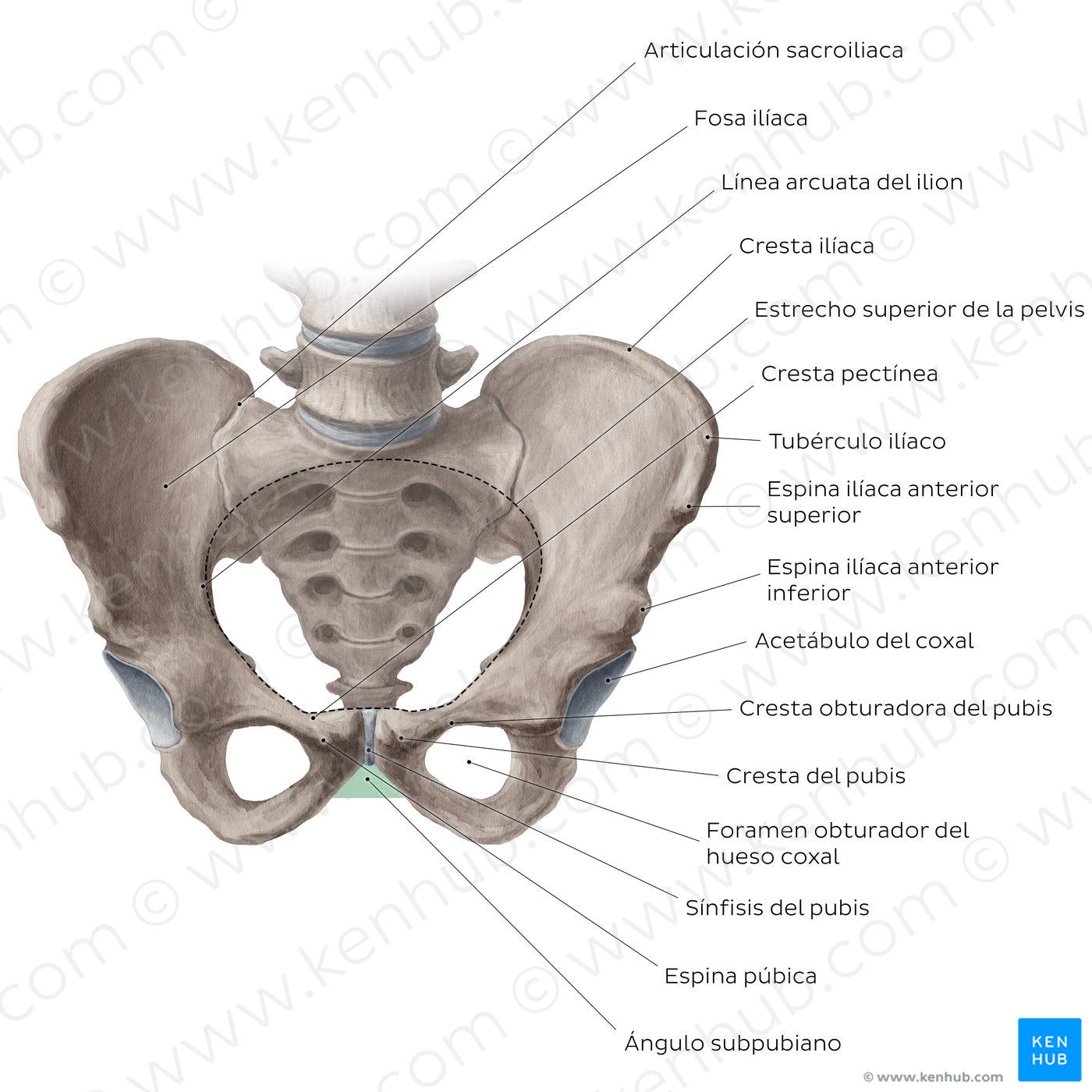 Bony pelvis (anterior view) (Spanish)