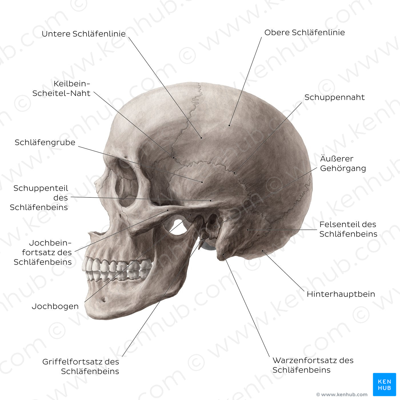 Skull (lateral view) (German)