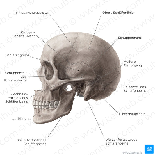 Skull (lateral view) (German)