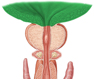 Urinary bladder (#10809)