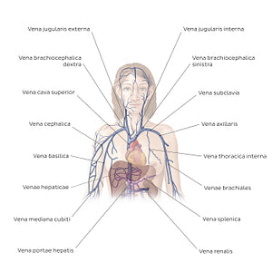 Cardiovascular system: Veins of the upper part of the body (Latin)