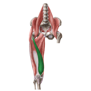 Vastus medialis muscle (#6175)