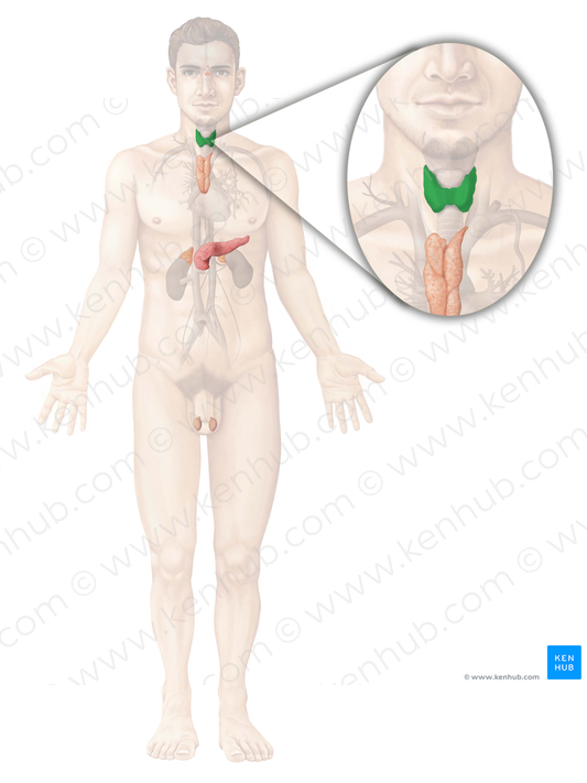 Thyroid gland (#4142)