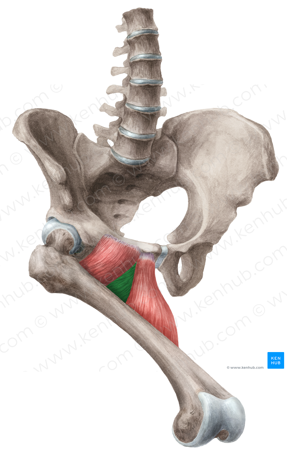 Adductor brevis muscle (#5177)