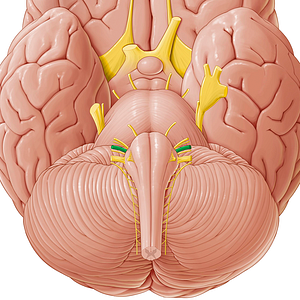 Vestibulocochlear nerve (#6908)