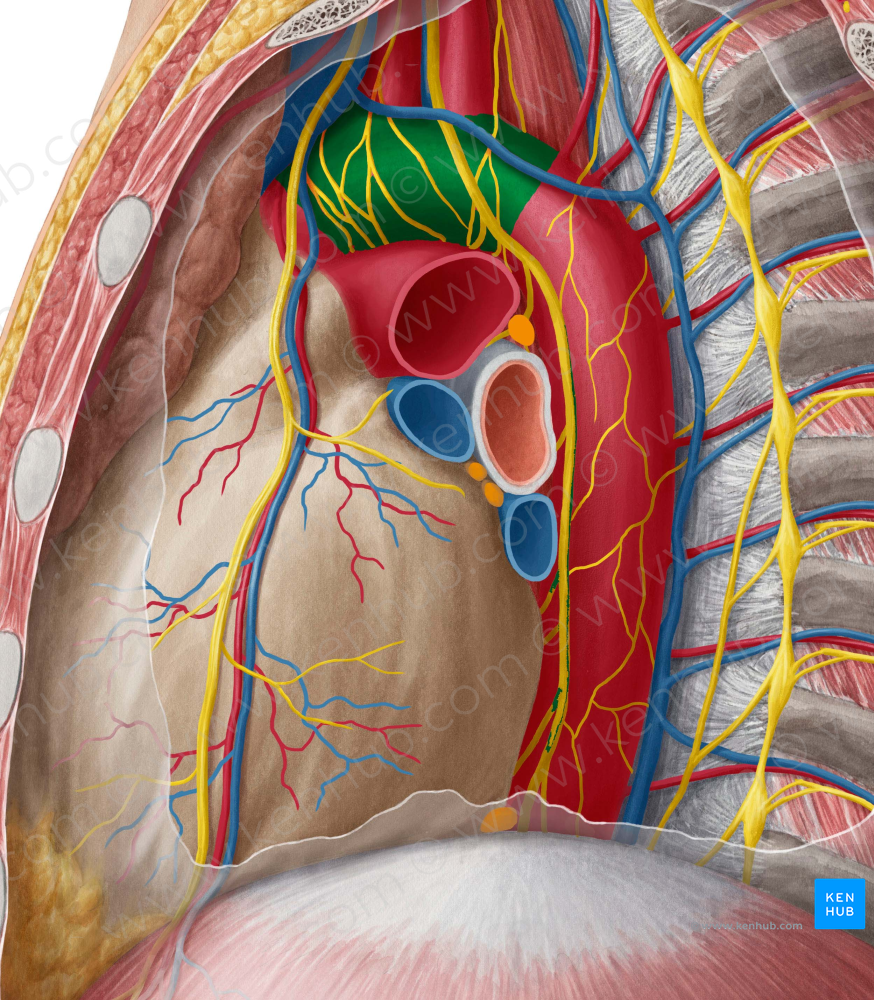 Aortic arch (#822)