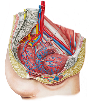 Right uterine vein (#10667)