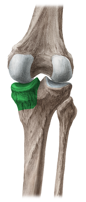 Medial condyle of tibia (#2825)