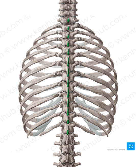 Spinous processes of vertebrae C7-T12 (#8257)
