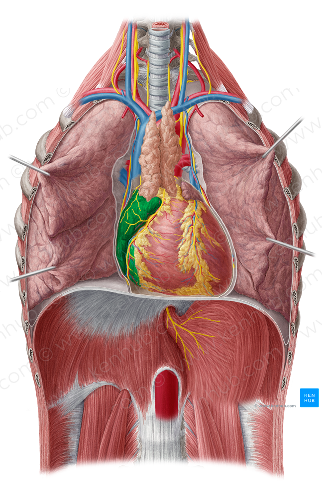 Right atrium of heart (#2104)