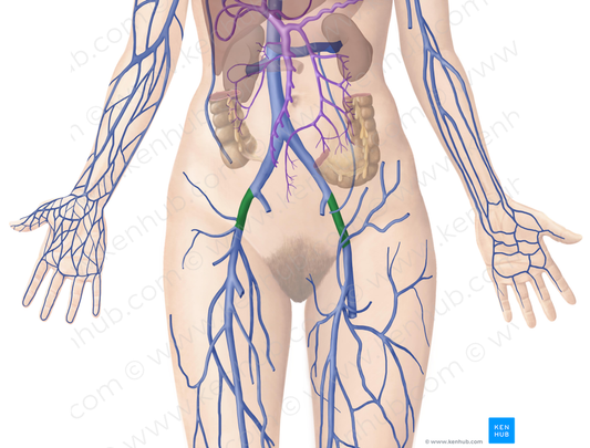 External iliac vein (#10295)