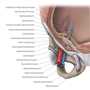 Inguinal canal (German)