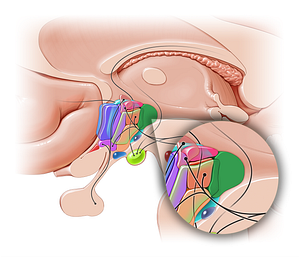 Posterior hypothalamic nucleus (#10870)