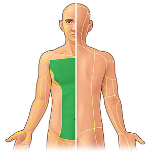 Anterior cutaneous branches of intercostal and subcostal nerves (#21946)