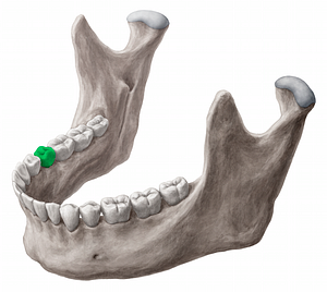 Mandibular right second premolar tooth (#12854)